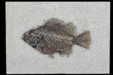 Cockerellites (Priscacara) Fossil Fish - Wyoming #79359-1
